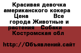 Красивая девочка американского кокера › Цена ­ 35 000 - Все города Животные и растения » Собаки   . Костромская обл.